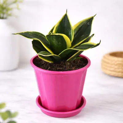 Pink Glow Nest Snake Plant by RedHeart