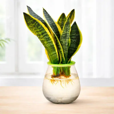 Aqua Laurentii Snake Plant by RedHeart
