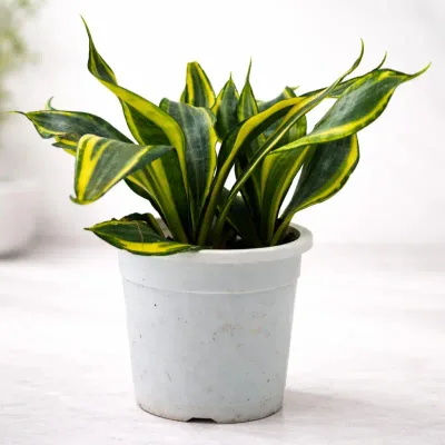 Golden Twist Snake Plant by RedHeart