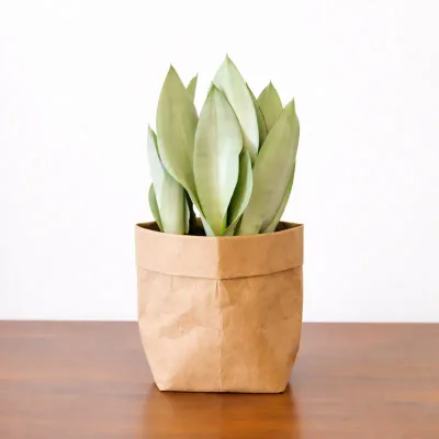 Moon Glow Snake Plant by RedHeart