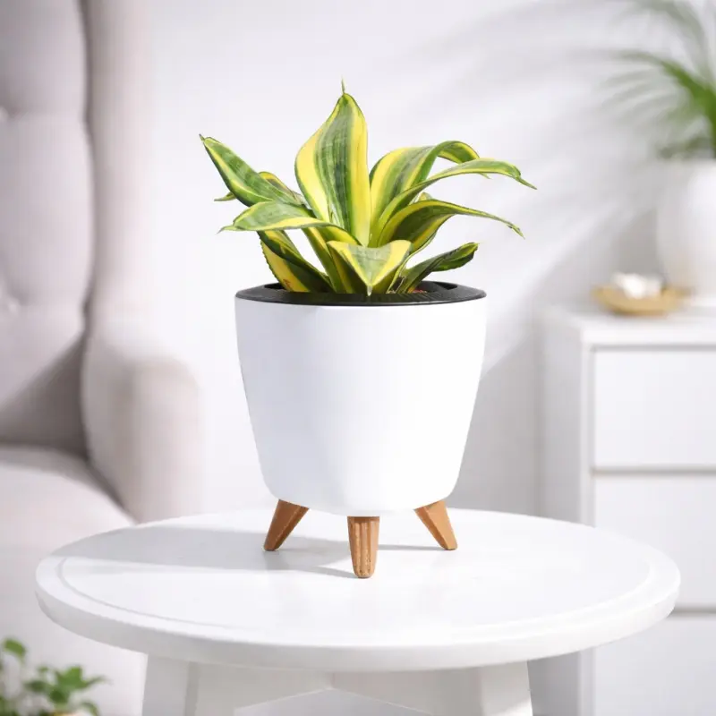 Elegant star-shaped snake plant in a classic nursery pot for modern indoor decor