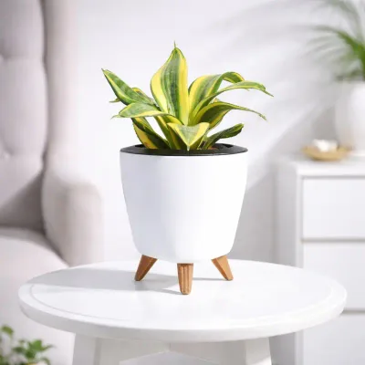 Elegant star-shaped snake plant in a classic nursery pot for modern indoor decor by RedHeart