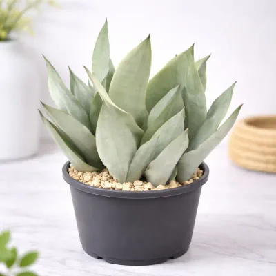Silver Mist Moonshine Snake Plant by RedHeart