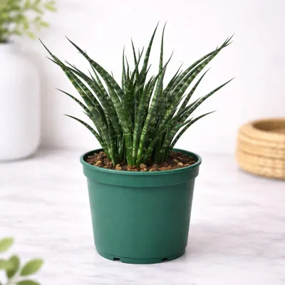 Green Whisper Snake Plant by RedHeart