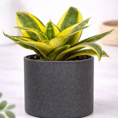 Golden Orbit Nest Snake Plant by RedHeart