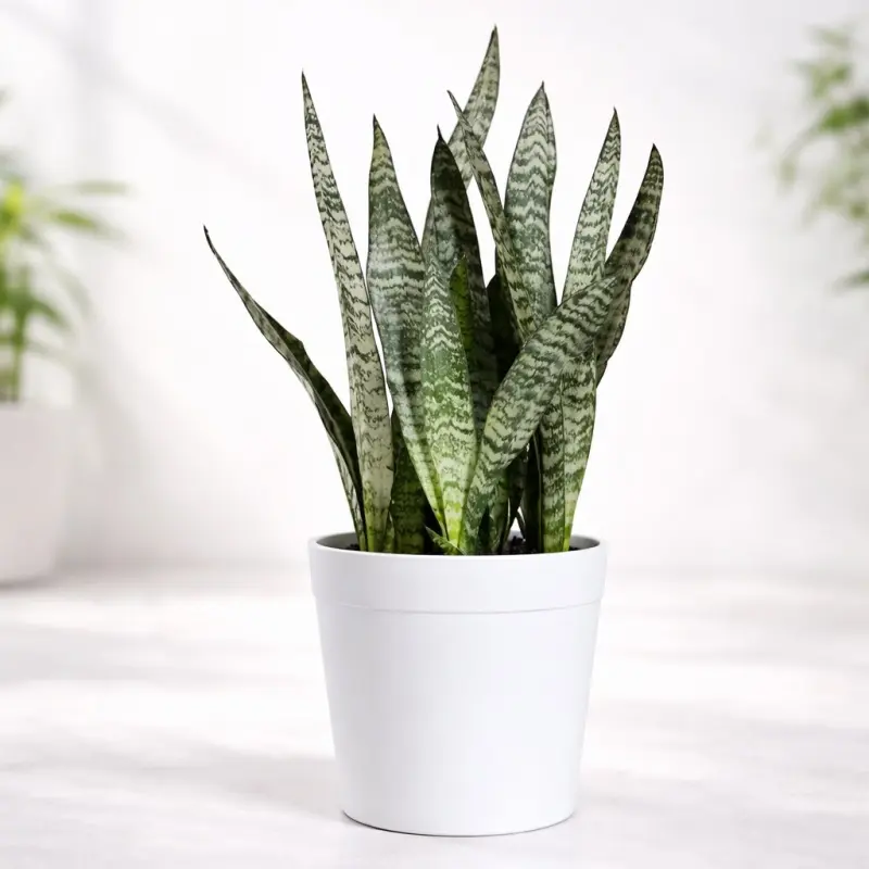 Silver Stripe Zeylanica Snake Plant
