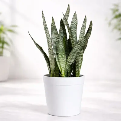 Silver Stripe Zeylanica Snake Plant by RedHeart