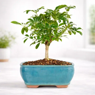 Mini Forest Bonsai by RedHeart
