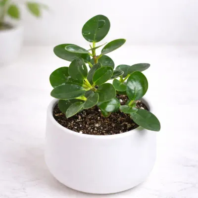 Serene Canopy Bonsai by RedHeart