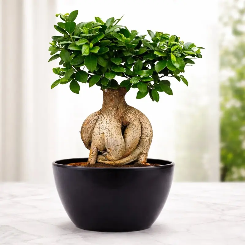 Emerald Bonsai Bonsai