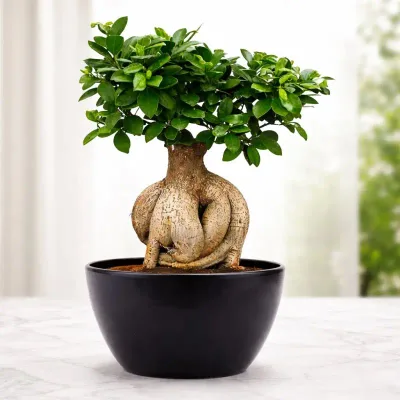 Emerald Bonsai Bonsai by RedHeart