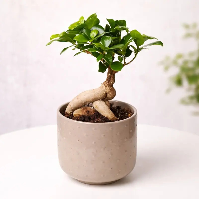 Tranquil Roots Bonsai
