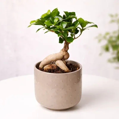 Tranquil Roots Bonsai by RedHeart