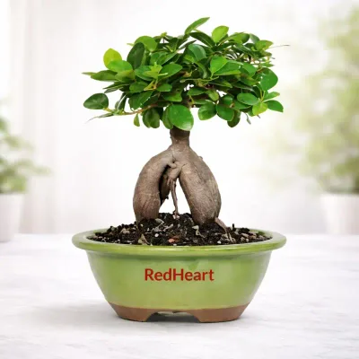 Harmony Bonsai Bonsai by RedHeart