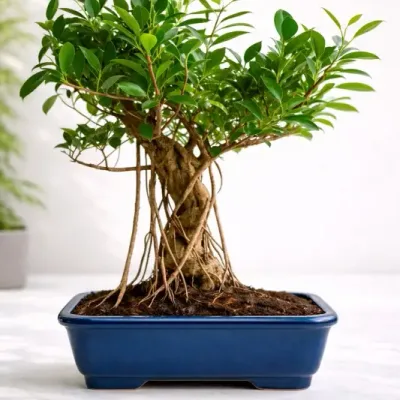Classic Bonsai Bonsai by RedHeart