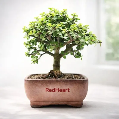 Royal Canopy Bonsai by RedHeart