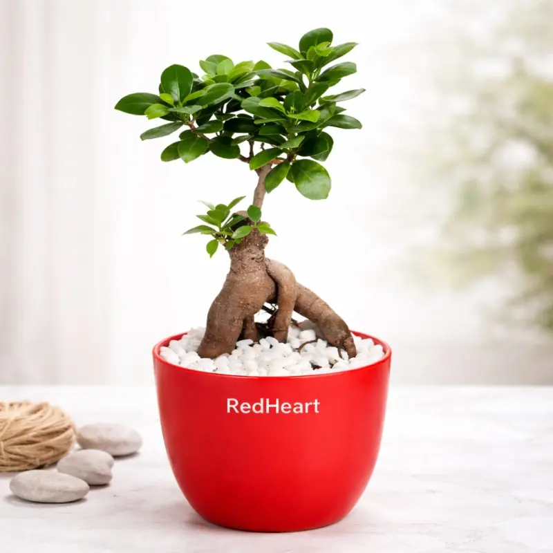 Desk Bonsai Bonsai
