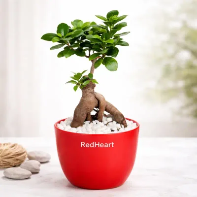 Desk Bonsai Bonsai by RedHeart