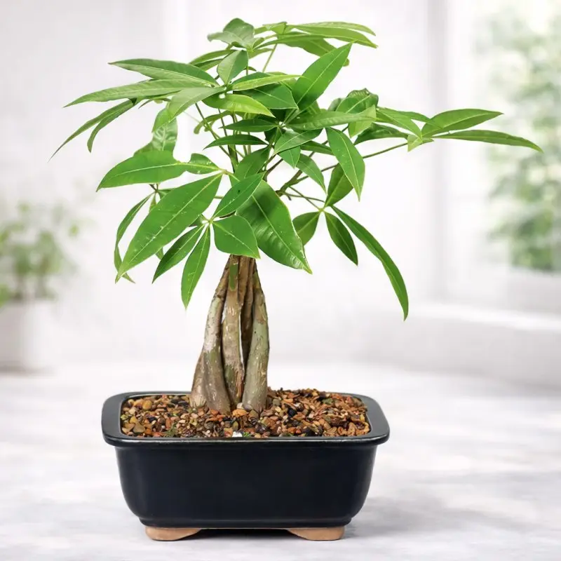 Green Heritage Bonsai