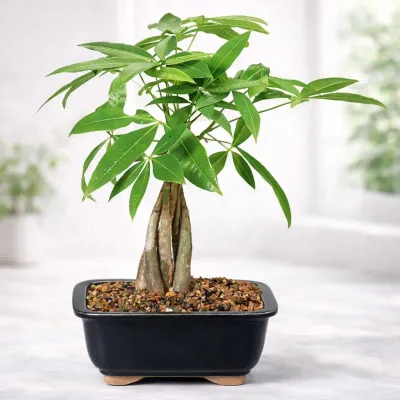 Green Heritage Bonsai by RedHeart