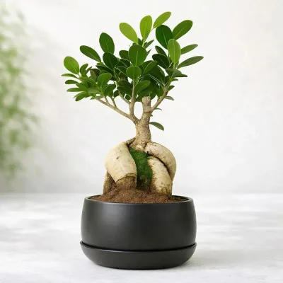 Calm Grove Bonsai by RedHeart