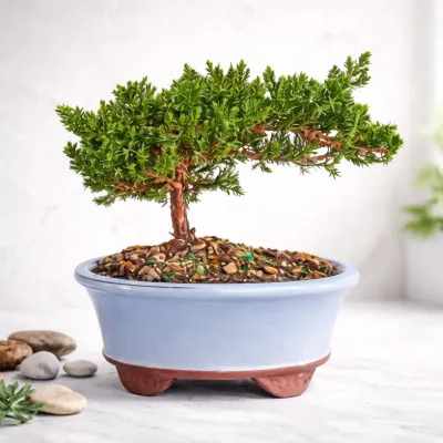 Elegant Bonsai Bonsai by RedHeart