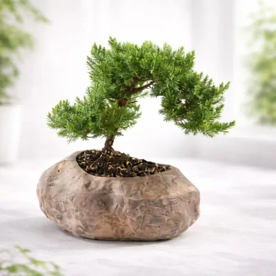 Timeless Bonsai Bonsai by RedHeart