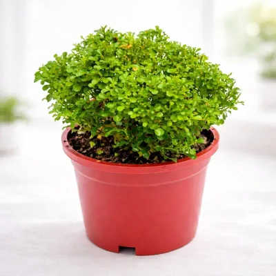 Premium Bonsai Bonsai by RedHeart
