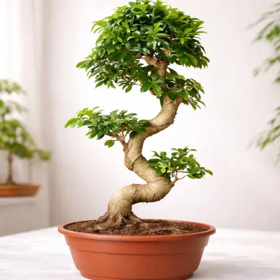 Leaf Haven Bonsai by RedHeart