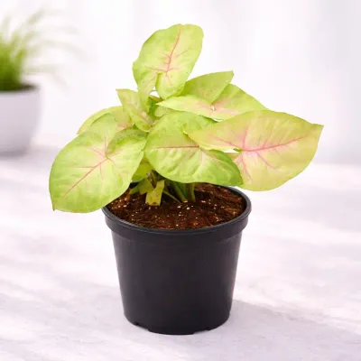 Syngonium Indoor Live Plant by RedHeart