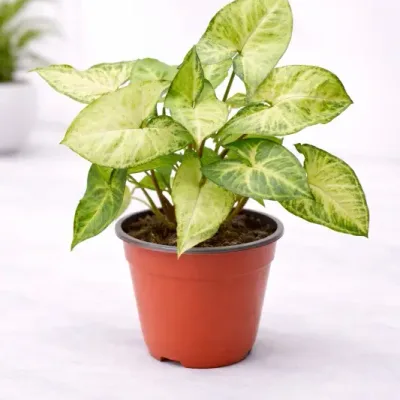 Syngonium Podophyllum Indoor Live Plant by RedHeart