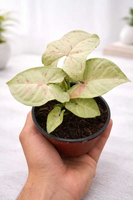 Syngonium Milk Confetti Live Indoor Plant