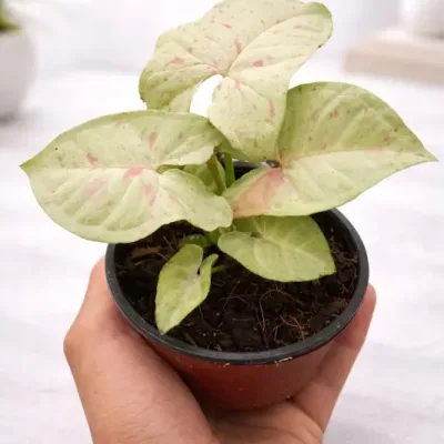 Syngonium Milk Confetti Live Indoor Plant by RedHeart