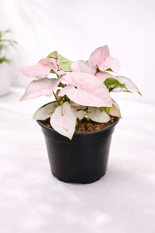 Syngonium Pink Live Indoor Plant