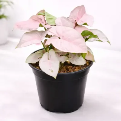 Syngonium Pink Live Indoor Plant by RedHeart