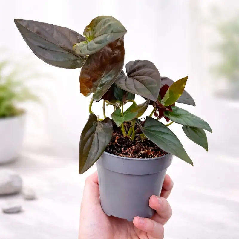 Syngonium Erythrophyllum Red Arrow Live Plant