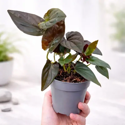 Syngonium Erythrophyllum Red Arrow Live Plant by RedHeart