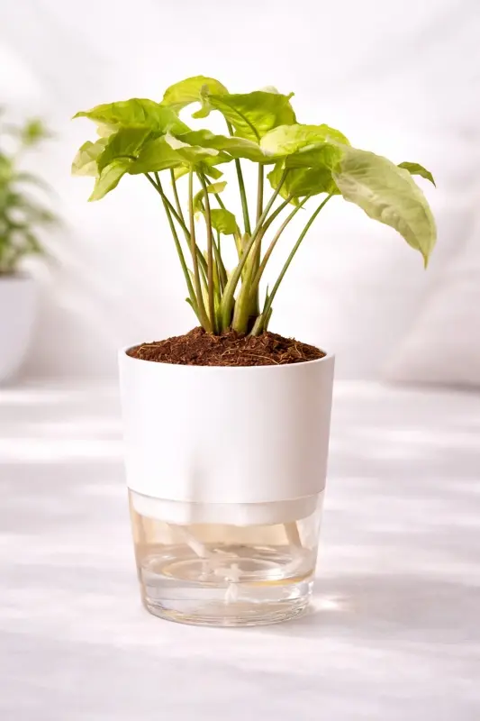 Greenery Pink Syngonium Plant � Self-Watering Transparent Base Pot