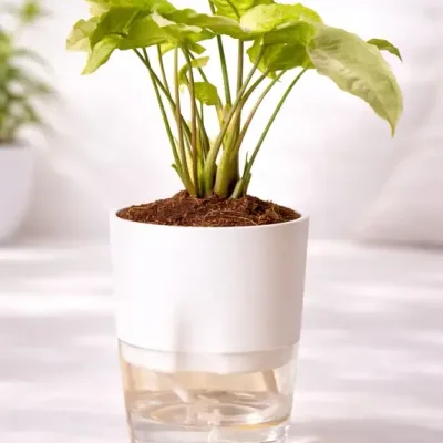 Greenery Pink Syngonium Plant - Self-Watering Transparent Base Pot by RedHeart