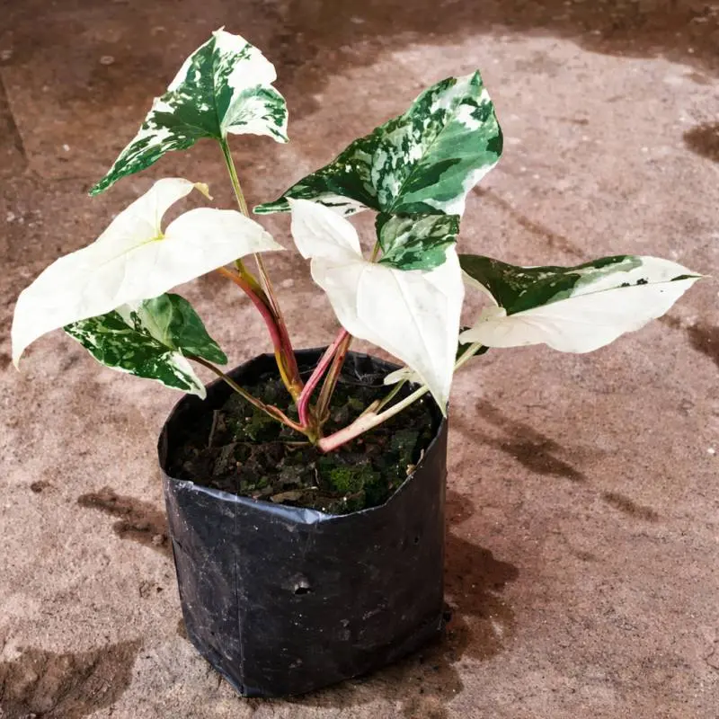 Syngonium Albo Variegata Live Indoor Plant