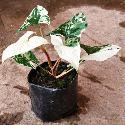 Syngonium Albo Variegata Live Indoor Plant by RedHeart