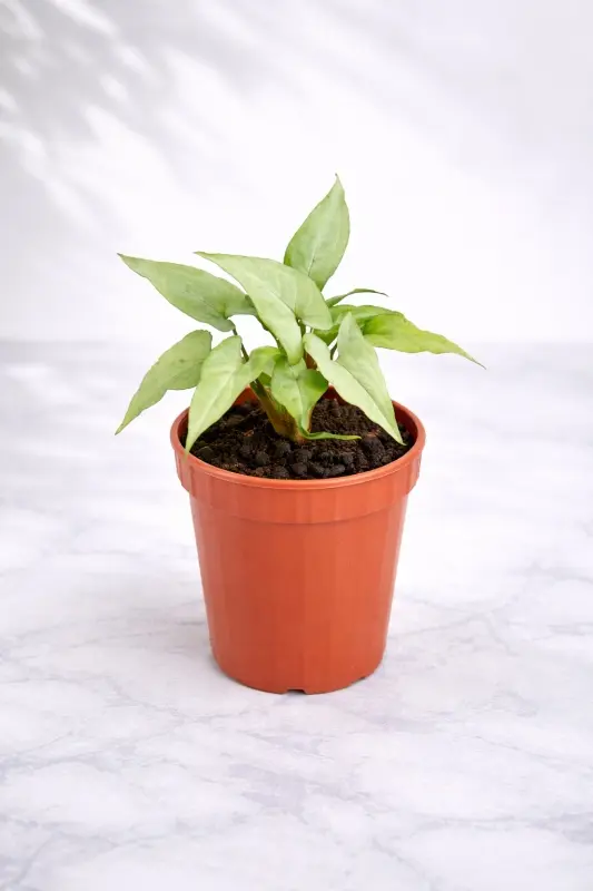 Syngonium White Narrow Live Indoor Plant