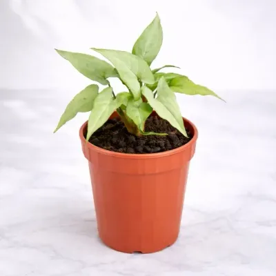 Syngonium White Narrow Live Indoor Plant by RedHeart