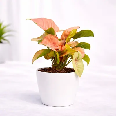 Syngonium Pink Neon Live Indoor Plant by RedHeart