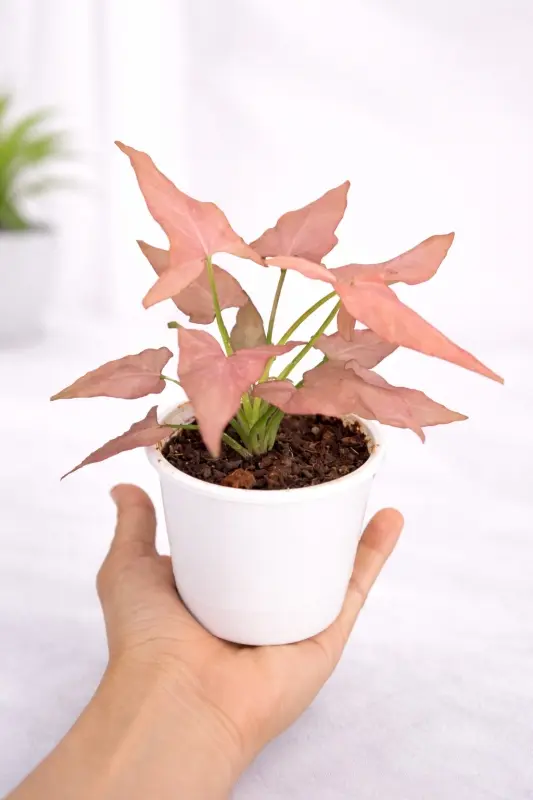 Syngonium Pink Schott Live Indoor Plant