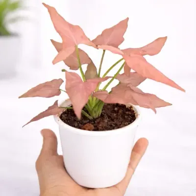 Syngonium Pink Schott Live Indoor Plant by RedHeart