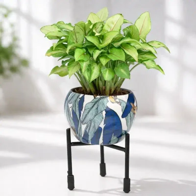 Desktop Syngonium Live Plant with Printed Ceramic Pot and Stand by RedHeart