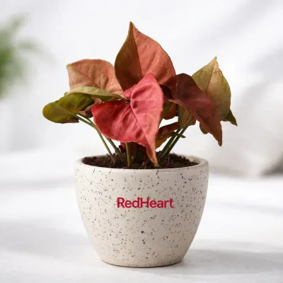 Arlo Syngonium Red Indoor Plant in Speckled Ceramic Pot by RedHeart
