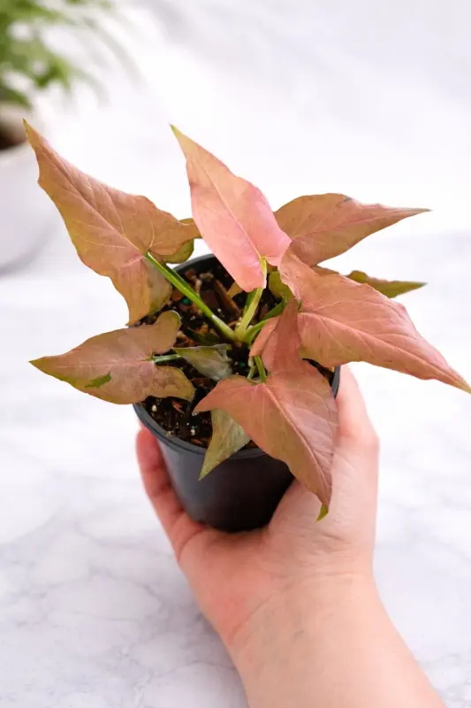 The Four Seasons Syngonium Pink Allusion Live Indoor Plant