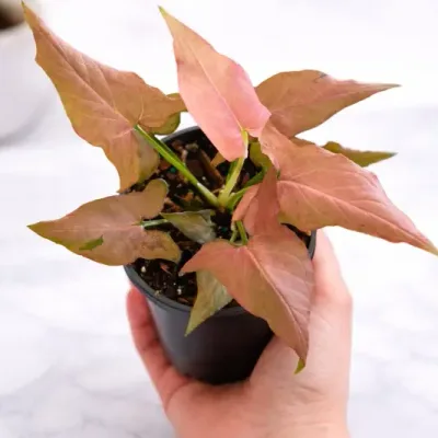 Pink Allusion Syngonium Live Indoor Plant by RedHeart